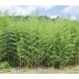 Bambou Phyllostachys Aureosulcata Spectabilis