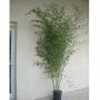 Bambou Phyllostachys bissetii