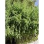 Bambou Phyllostachys Bissetii