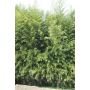 Bambou rustique
