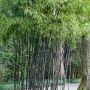 Bambou Phyllostachys nigra