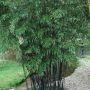Bambou Phyllostachys nigra