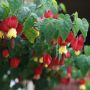 Abutilon megapotamicum ou Abutilon vivace grimpant