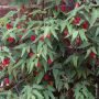 Abutilon megapotamicum ou Abutilon vivace grimpant