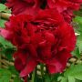 Pivoine arbustive Shima Zubeni