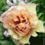 Pivoine hybride intersectionnelle ou Paeonia X Itoh ‘Callies Memory’ 