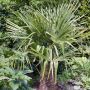 Palmier Chamaerops humilis ou palmier nain méditerranéen