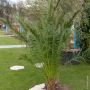Palmier Phoenix canariensis ou palmier d’Hyères ou dattier des Canaries