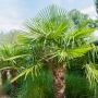 Palmier Trachycarpus fortunei ou Trachycarpus excelsa
