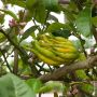 Cédratier Main de Bouddha ou citrus medica Digitata