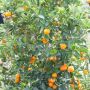 Calamondin, Citrus madurensis, Citrofortunella mitis 