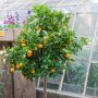 Calamondin, Citrus madurensis, Citrofortunella mitis 
