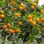Oranger ou Citrus sinensis 