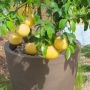 Pamplemousse Pomelo ou Citrus paradisi 