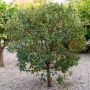 Clémentinier ou Citrus clementina
