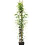Jasmin Etoilé en pot de 3L