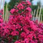 Lagerstroemia INDIYA CHARMS ® FUCHSIA D'ETE ® 'Indyfus'