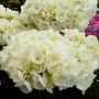 Hortensia macrophylla RENDEZ-VOUS ANGELIQUE ® 