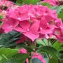 Hortensia macrophylla ROYAL RED ® ‘Hbarore’