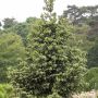Sapin d’Espagne doré, sapin d’Andalousie doré ou Abies pinsapo ‘Aurea’ 