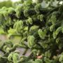Sapin d’Espagne doré, sapin d’Andalousie doré ou Abies pinsapo ‘Aurea’ 