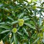 Châtaignier ou Castanea sativa ‘Bouche de Bétizac’