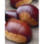 Châtaignier ou Castanea sativa ‘Bouche de Bétizac’