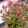 Photinia X fraseri ‘Little Red Robin’