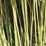 Bambou Phyllostachys humilis