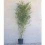 Bambou Phyllostachys aurea Flavescens Inversa