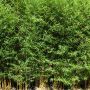 Bambou Phyllostachys aurea Koi