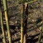 Bambou Phyllostachys aurea Koi