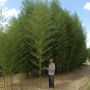 Bambou Phyllostachys arcana Luteosulcata