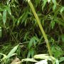 Bambou Phyllostachys Tip-top