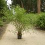 Bambou Phyllostachys Tip-top