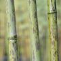 Bambou Phyllostachys nigra Boryana