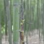 Bambou Phyllostachys viridiglaucescens