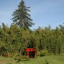 Bambou Phyllostachys viridiglaucescens
