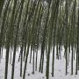 Bambou Phyllostachys viridiglaucescens
