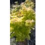Erable du Japon Orange Dream