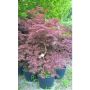 Erable du Japon Dissectum Tamukeyama