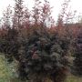 Erable du Japon Skeeters Broom