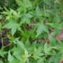 Erable du Japon ou Acer palmatum ‘Little Princess’