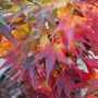 Erable du Japon ou Acer palmatum ‘Mikawa Yatsubusa’ en automne