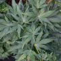 Erable du Japon ou Acer palmatum ‘Mikawa Yatsubusa’