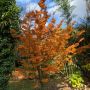 Erable du Japon ou Acer palmatum ‘Shishigashira’