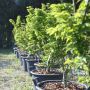 Erable du Japon ou Acer palmatum ‘Shishigashira’