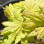 Erable du Japon ou Acer shirasawanum ‘Aureum’ en automne