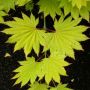 Erable du Japon ou Acer shirasawanum ‘Aureum’