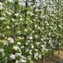 Pommier Golden Delicious en fleurs